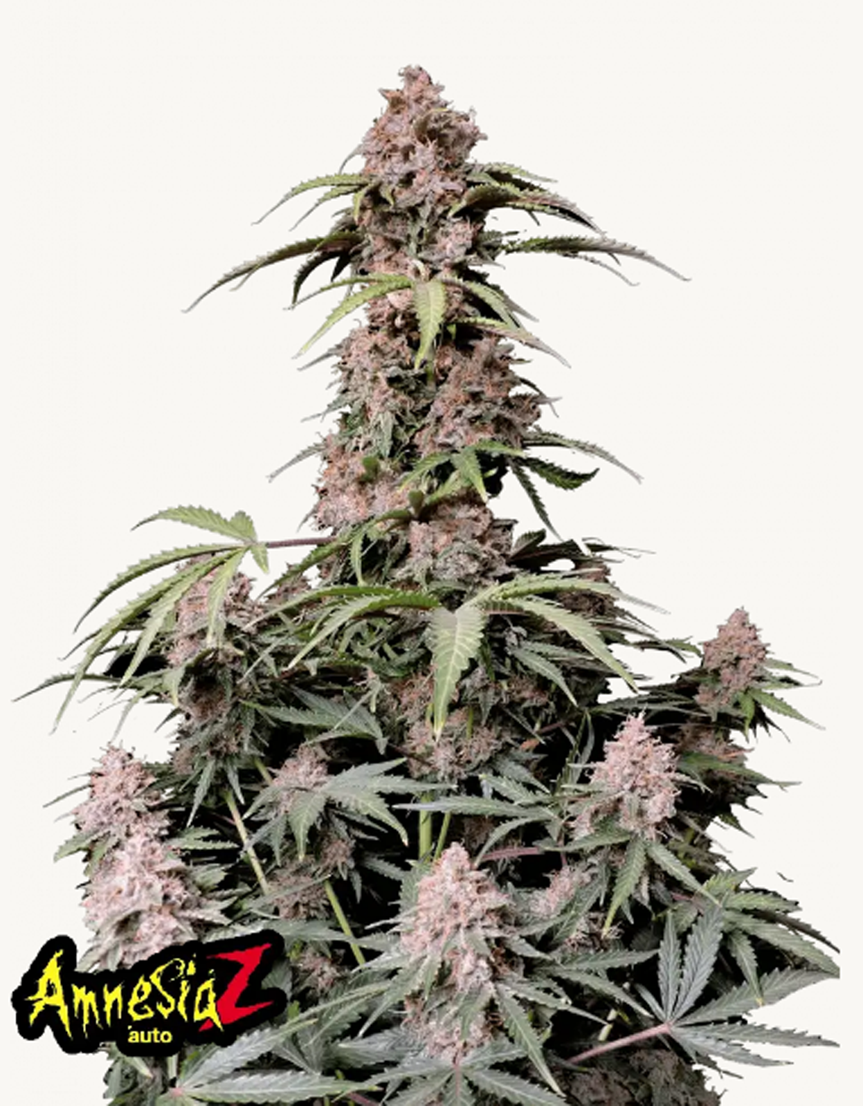 42FastBuds - Amnesia Z Auto