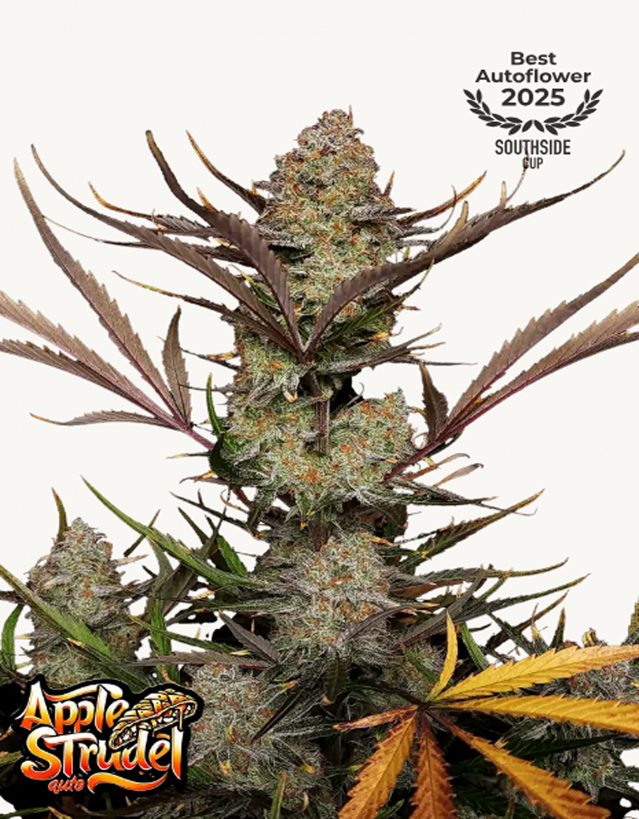 42FastBuds - Apple Strudel Auto