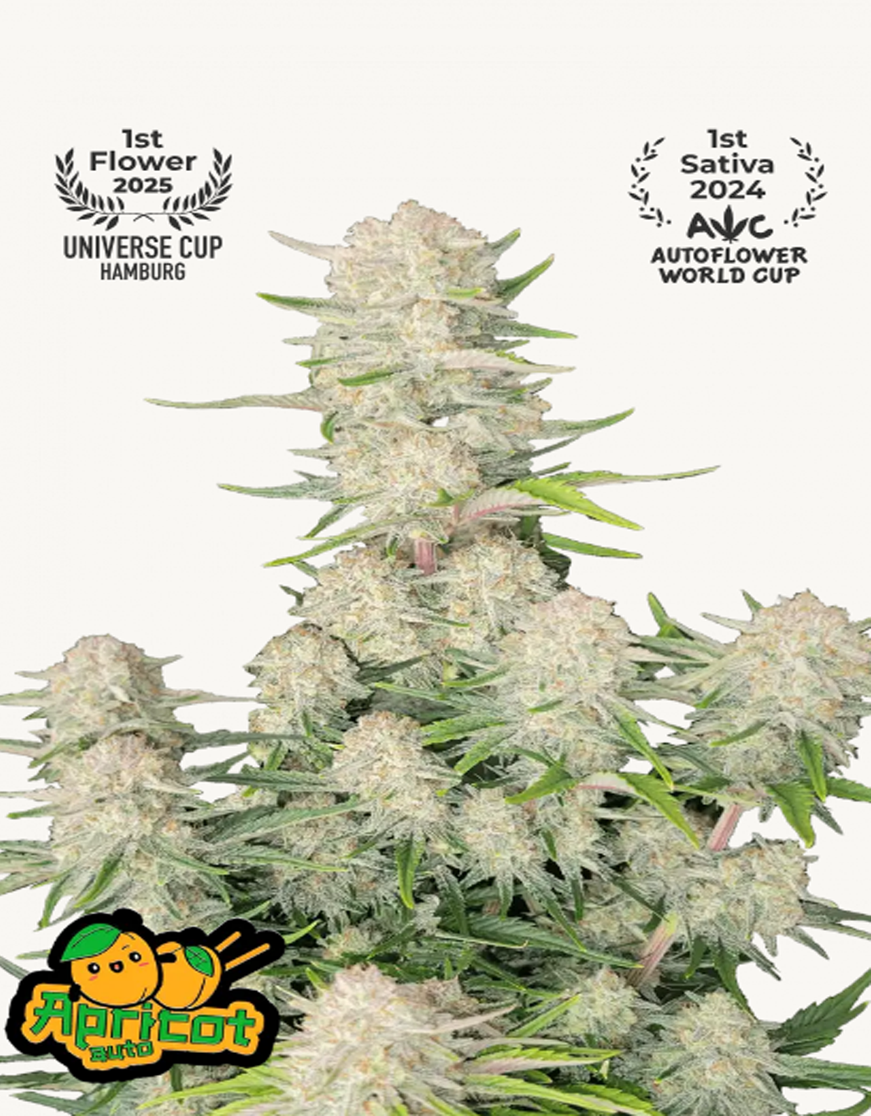 42FastBuds - Apricot Auto