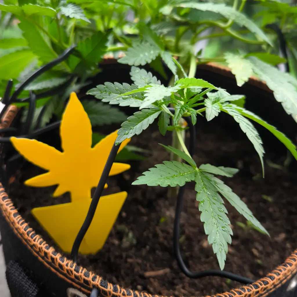 BOLDiX Sticky Traps – 42x Gelbtafeln in Cannabisblatt-Design