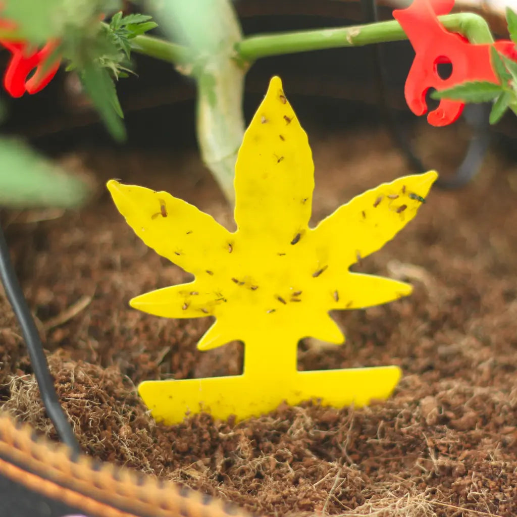 BOLDiX Sticky Traps – 42x Gelbtafeln in Cannabisblatt-Design
