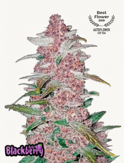 42FastBuds - Blackberry Auto