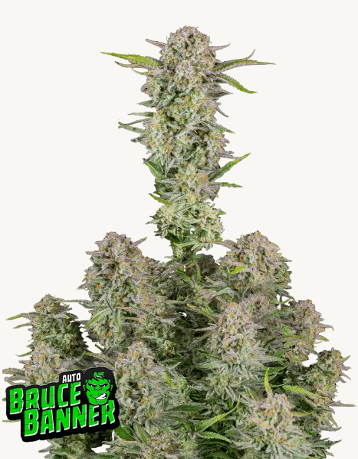 42FastBuds - Bruce Banner Auto