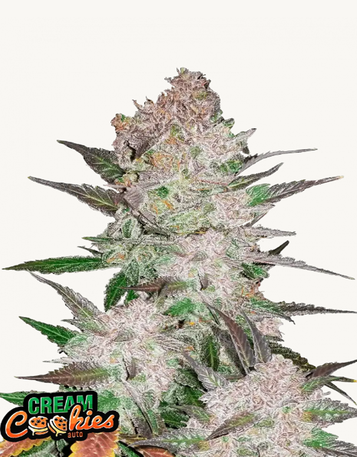 42FastBuds - Cream Cookies Auto