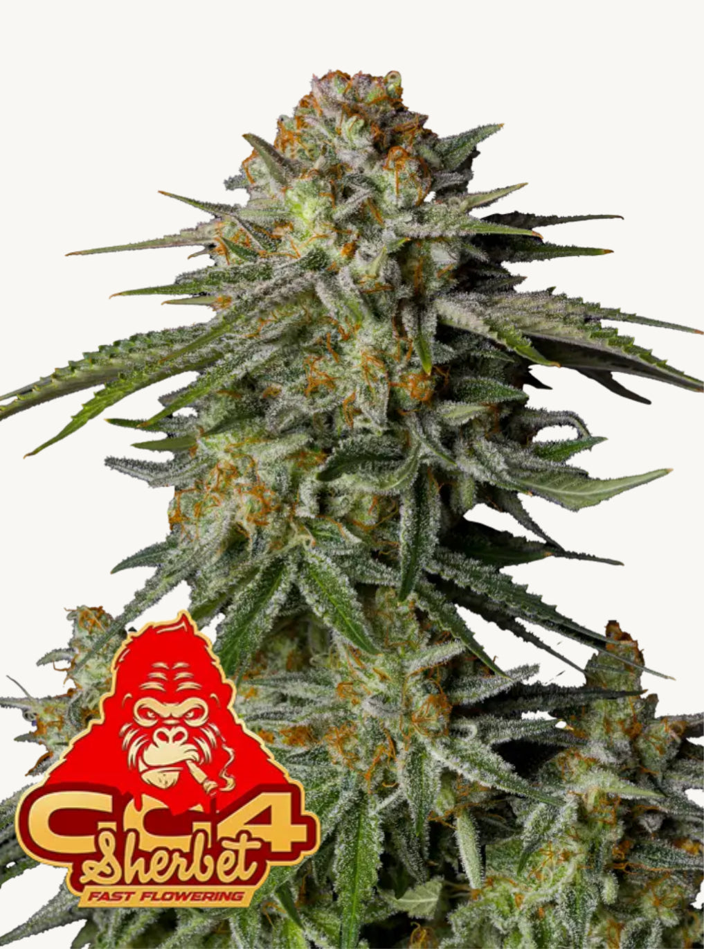 42FastBuds - Gorilla Glue x Sherbet FF