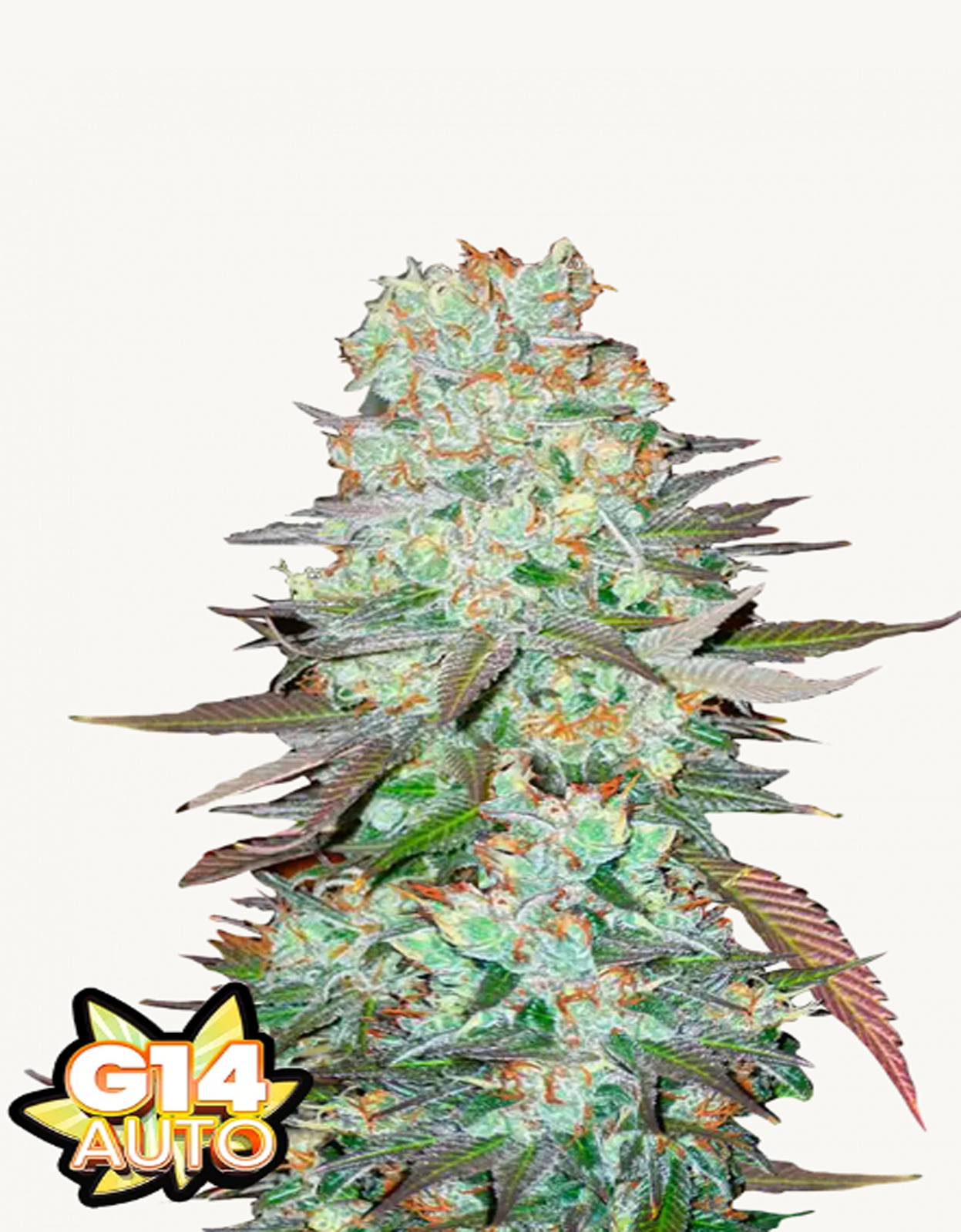 42FastBuds - G14 Auto