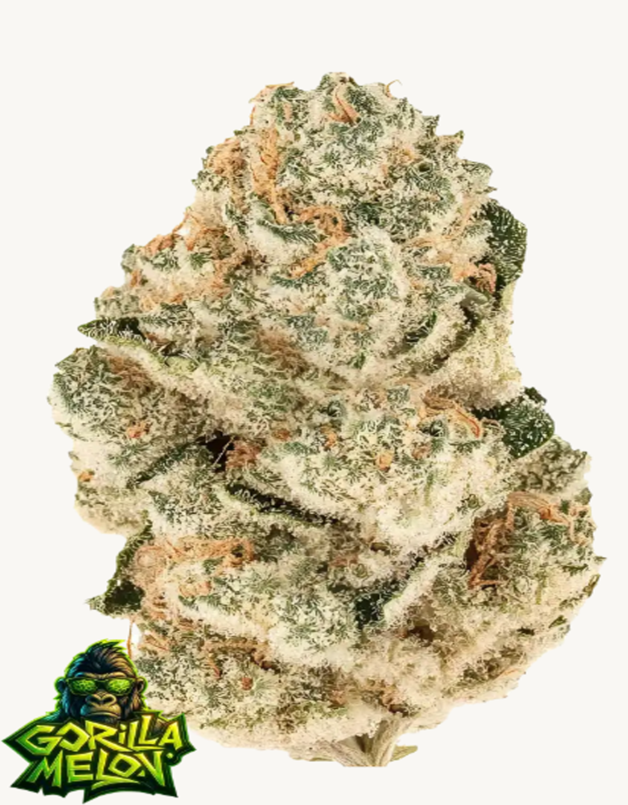 42FastBuds - Gorilla Melon Fem.