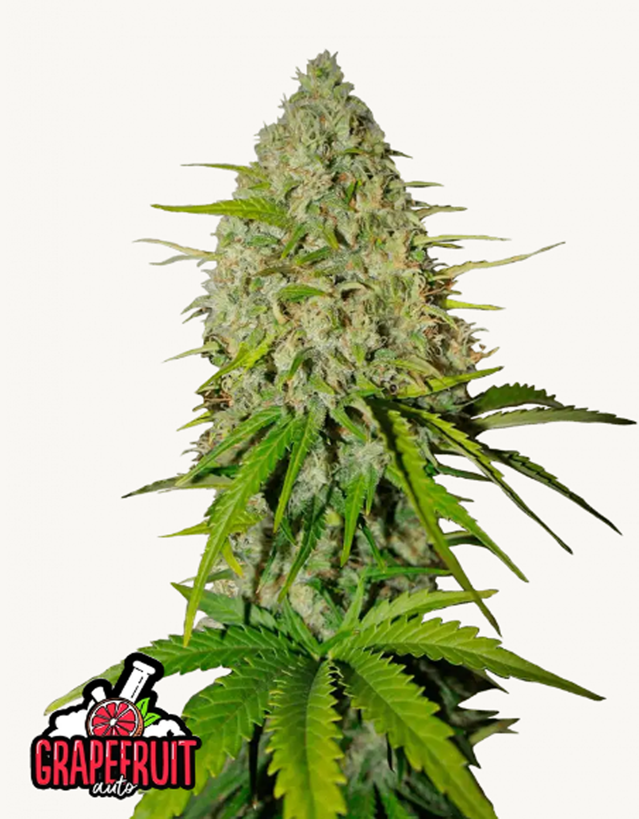 42FastBuds - Grapefruit Auto