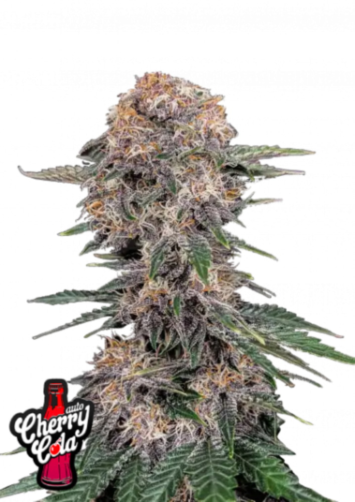 42FastBuds - Cherry Cola Auto