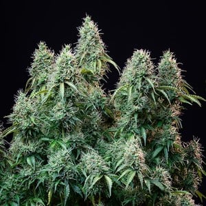 Royal Queen Seeds - Amnesia Haze Auto