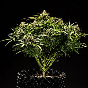 Royal Queen Seeds - Apollo F1
