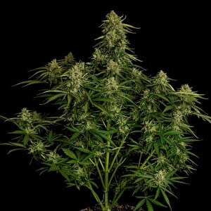 Royal Queen Seeds - Atlas F1