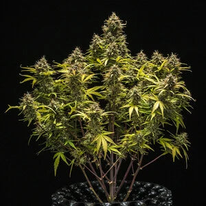 Royal Queen Seeds - Blue Cheese Auto