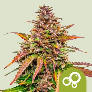 Royal Queen Seeds - Bubble Kush Auto