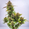 Royal Queen Seeds - Bubble Kush Auto