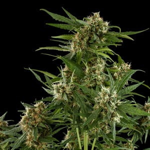 Royal Queen Seeds - Royal Critical Auto