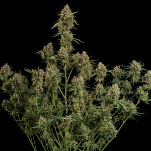 Royal Queen Seeds - Diesel Auto
