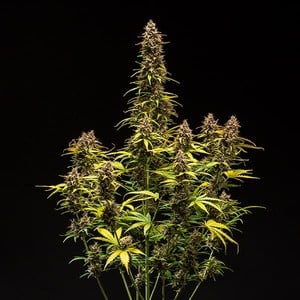 Royal Queen Seeds - Do-Si-Dos Auto