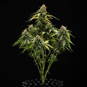 Royal Queen Seeds - Epsilon F1