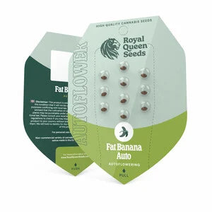 Royal Queen Seeds - Fat Banana Auto