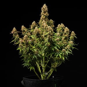 Royal Queen Seeds - Gaia F1