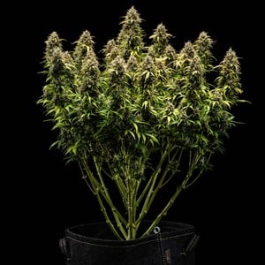 Royal Queen Seeds - Granddaddy Purple Auto