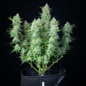 Royal Queen Seeds - Green Gelato Auto