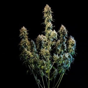 Royal Queen Seeds - Haze Berry Auto