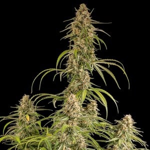 Royal Queen Seeds - Hyperion F1