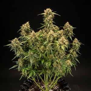 Royal Queen Seeds - Medusa F1