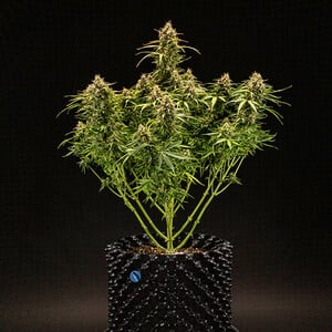 Royal Queen Seeds - Milky Way F1