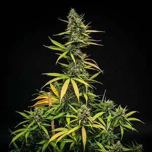 Royal Queen Seeds - Mimosa Auto
