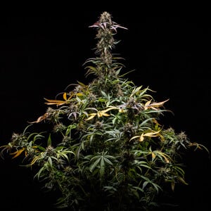 Royal Queen Seeds - North Thunderfuck Auto