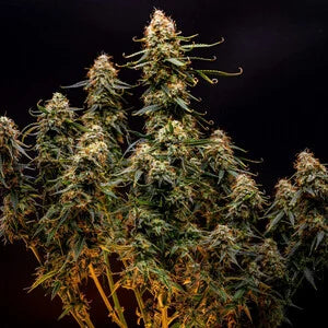 Royal Queen Seeds - Northern Light Auto