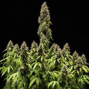Royal Queen Seeds - Pink Mist Auto