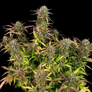 Royal Queen Seeds - Purple Punch Auto