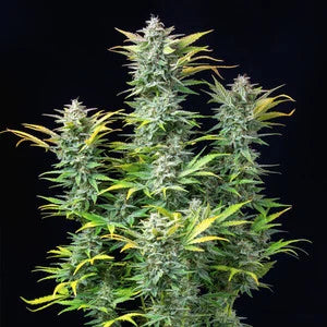 Royal Queen Seeds - Quick One Auto