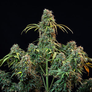Royal Queen Seeds - Royal CBDV Automatic