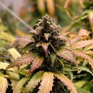 Royal Queen Seeds - Royal Cheese Auto