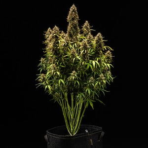 Royal Queen Seeds - Royal Cookies Auto