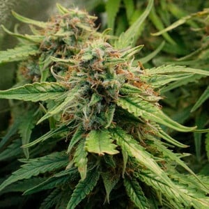 Royal Queen Seeds - Royal Creamatic