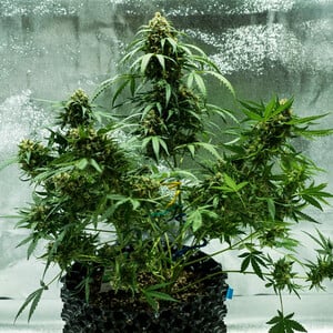 Royal Queen Seeds - Royal Dwarf
