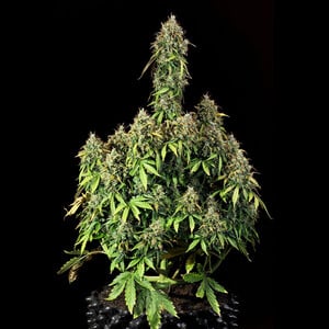 Royal Queen Seeds - Royal Haze Auto