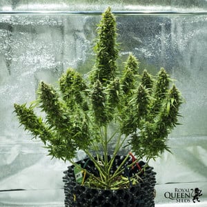 Royal Queen Seeds - Royal Jack Auto