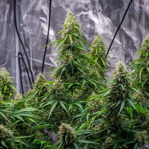 Royal Queen Seeds - Sherbet Queen Auto