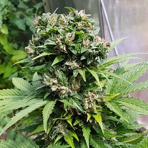 Royal Queen Seeds - Solomatic CBD