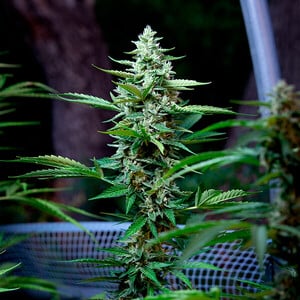 Royal Queen Seeds - Solomatic CBD (Kopie)