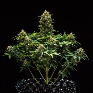Royal Queen Seeds - Sweet Skunk Auto