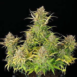 Royal Queen Seeds - Sweet ZZ Auto