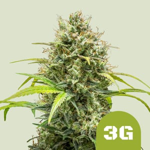 Royal Queen Seeds - Triple G Auto